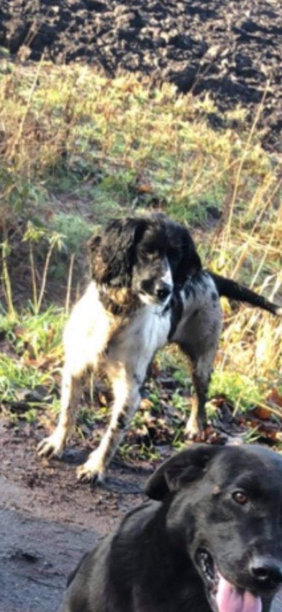 Pls rt⚠️⚠️ #DogTheft ⚠️⚠️
Copied - STOLEN off the farm! M29 #Manchester 
ALSO TRIED TO TAKE OTHER DOGS! 
Between 17.30-19.30 6 March 
#springerspaniel bitch. whoever has taken her has physically dragged her out of her bed Reward for her return or location! m.facebook.com/story.php?stor…