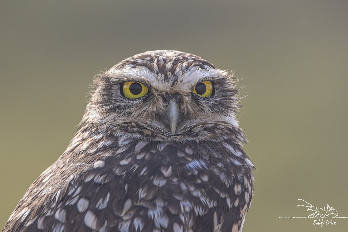 Atenta mirada. 
#fotografiadenaturaleza #foto #naturephotography #aves #wildlife #naturaleza #birdsphotography #PantanosDeVilla #wildlife #bestbirds #lechuza #ThePhotoHour