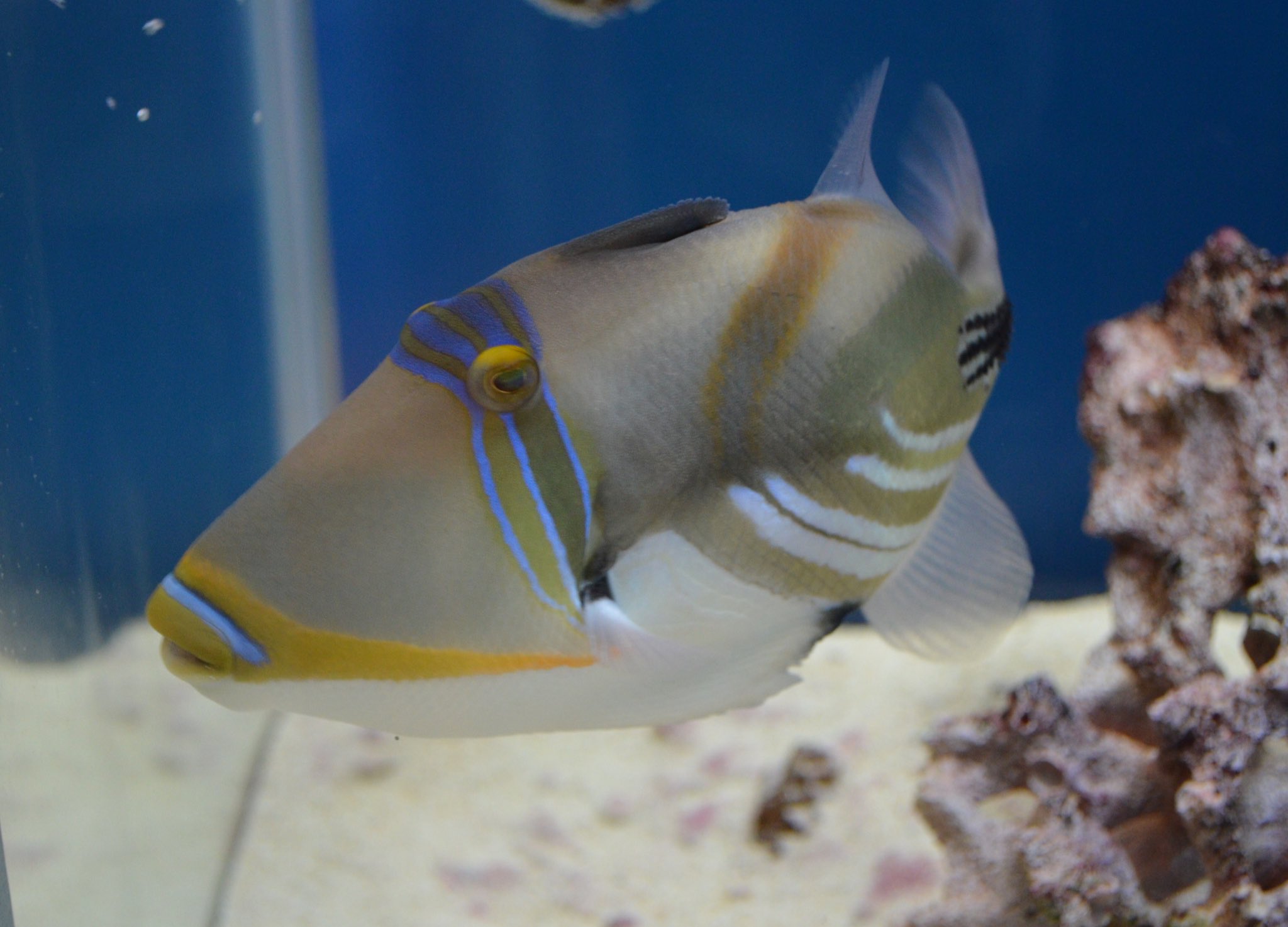 わくわく海中水族館シードーナツ きょうは 魚の日 シードーナツでは約0種の魚を飼育展示していますが わたしのお気に入りはこちらの ムラサメモンガラ です とても鮮やかな模様と 鋭い歯のギャップがあるお魚です