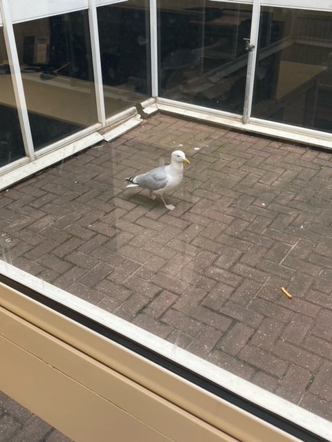 MarshallFordMMG's tweet image. A huge thank you to the @RSPCA_official for coming to Marshall #Ford #KingsLynn to save a gull who decided to have a wander in the courtyard and couldn’t get out! 🐦