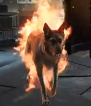 собачка в огне стикер. пес в горящем доме. собака в огне мем. собака ротвейлер огнедышащая. собака сидит в горящем доме.