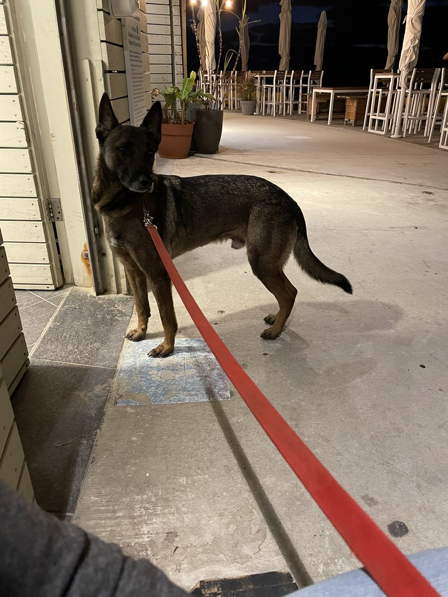 AviMayer's tweet image. Sitting on a bench outside a restaurant on the Tel Aviv beach. Suddenly a guy with a very large dog walks up to me, hands me a leash, and says, “Would you mind watching him while I pee? He may tug at the leash a bit,” before disappearing into the public restroom.

#OnlyInIsrael