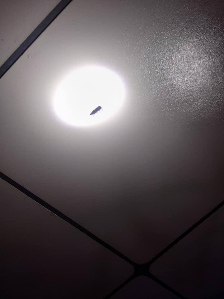 hannayuri_twt's tweet photo. All places in Yangon are surrounded with seiges by military terrorists!
They shot with tear gas,sound grenades and  real bullets! These bullets are proofs that they even shot the people inside the Apartments!
Happening tonight 🚨
#WhatsHappeningInMyanmar
#Mar8Coup https://t.co/KpKfIjTeqD