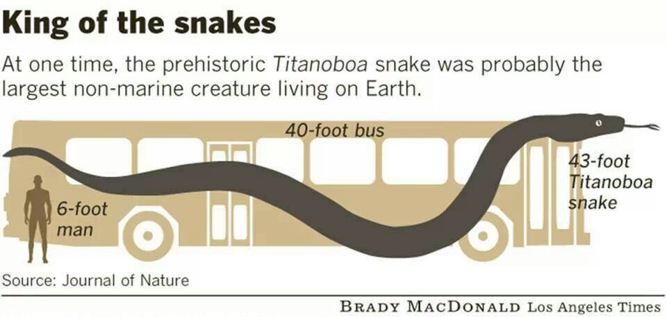 SERPIENTESENPR's tweet photo. Titanoboa cerrejonensis, es la serpiente de mayor tamaño que se tiene registro en la historia de la Tierra. Se cree que esta podía llegar a los ~15 metros (~50 pies) de largo y pesar hasta ~1135 kg (~2,500 lb).  Mas Información en el hilo ⬇️⬇️⬇️  #Serpiente #Paleontologia #PSPR https://t.co/5AvsUUiEJ6
