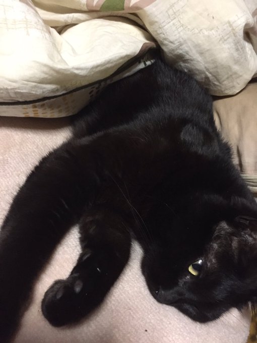 @marin1025blue うちの猫見て元気だしてくれ 