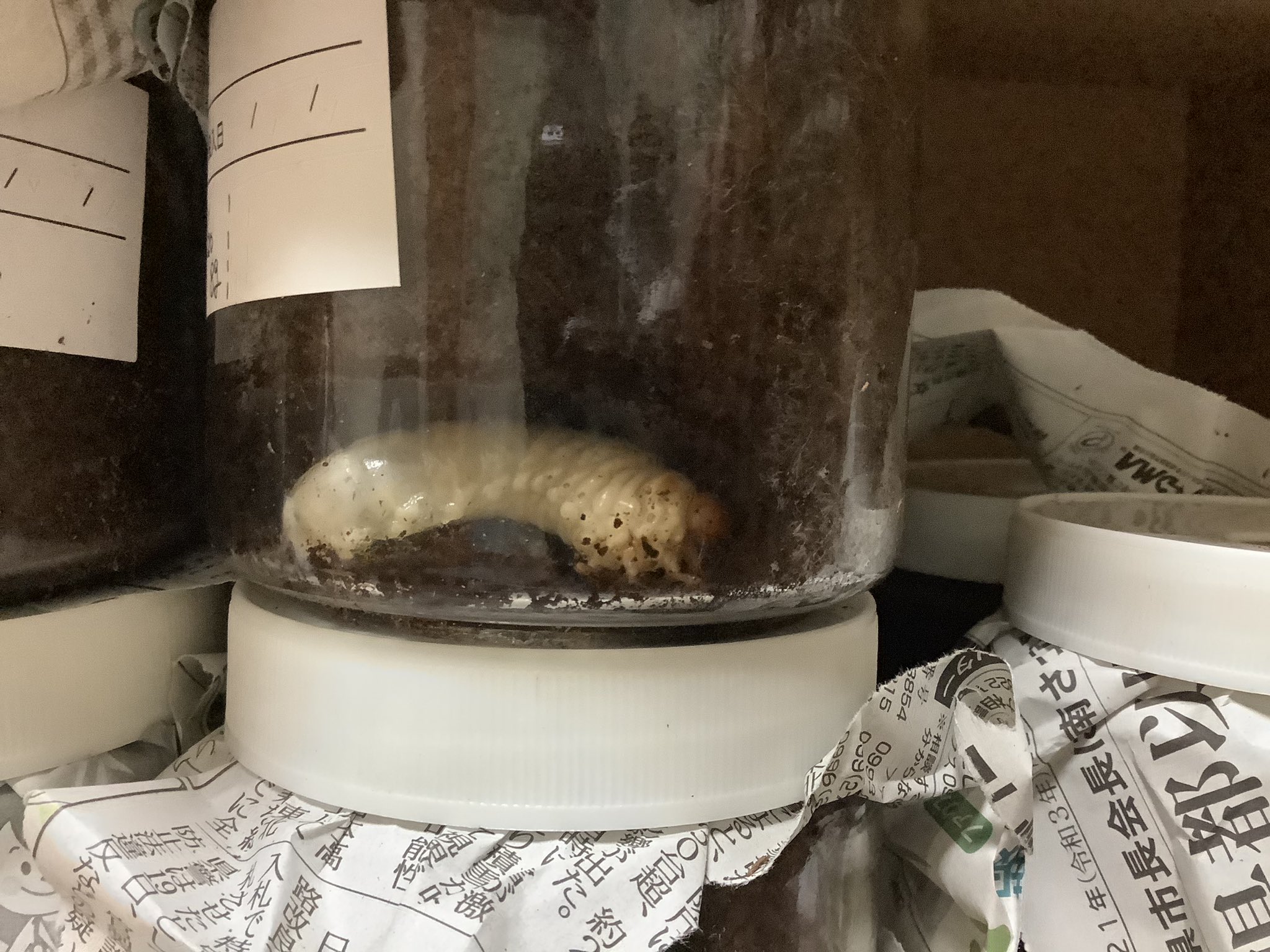らぴ ニジイロクワガタが続々と蛹化の準備 昆虫始めて1年目の思い出になりそうです 今年は菌糸にも挑戦しようと思います もうすぐパプキンも届くから楽しみ O ﾟ ﾟ O ニジイロクワガタ 蛹室確認6頭 T Co Fpayea3lyu Twitter