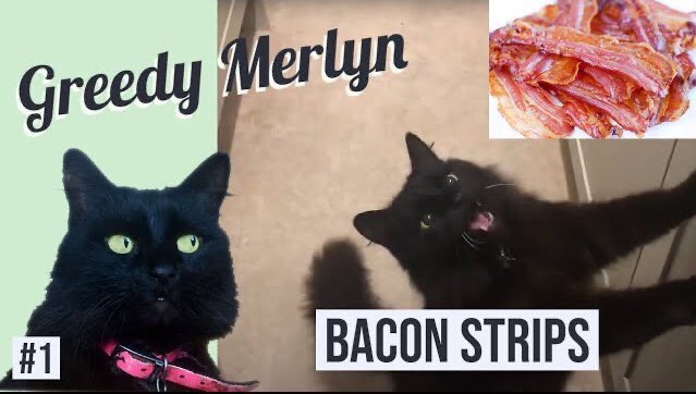 Cat meowing with excitement for BACON 😹😺

Immensely cute video on YouTube: youtu.be/fRxnXnFXQSc
