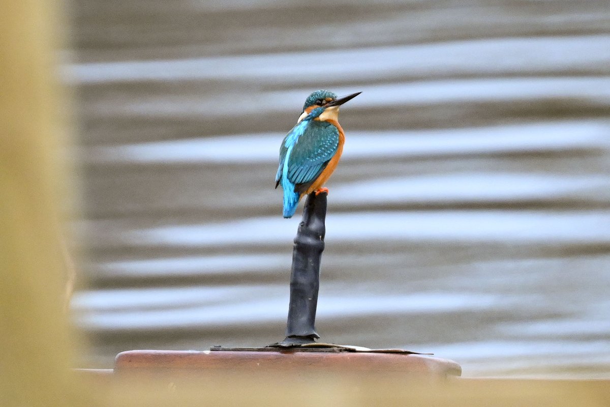 Dunnock, Blackbird, Treecreeper, and Kingfisher. Selected photos of birds from a walk along the Lower River Shannon at Castletroy, Co Limerick, this morning.