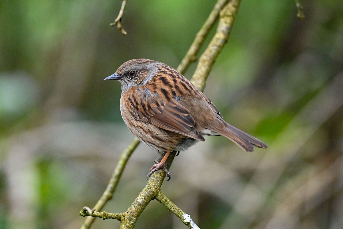 EcofactEcology's tweet photo. Dunnock, Blackbird, Treecreeper, and Kingfisher. Selected photos of birds from a walk along the Lower River Shannon at Castletroy, Co Limerick, this morning. https://t.co/DFxyVBy9wM