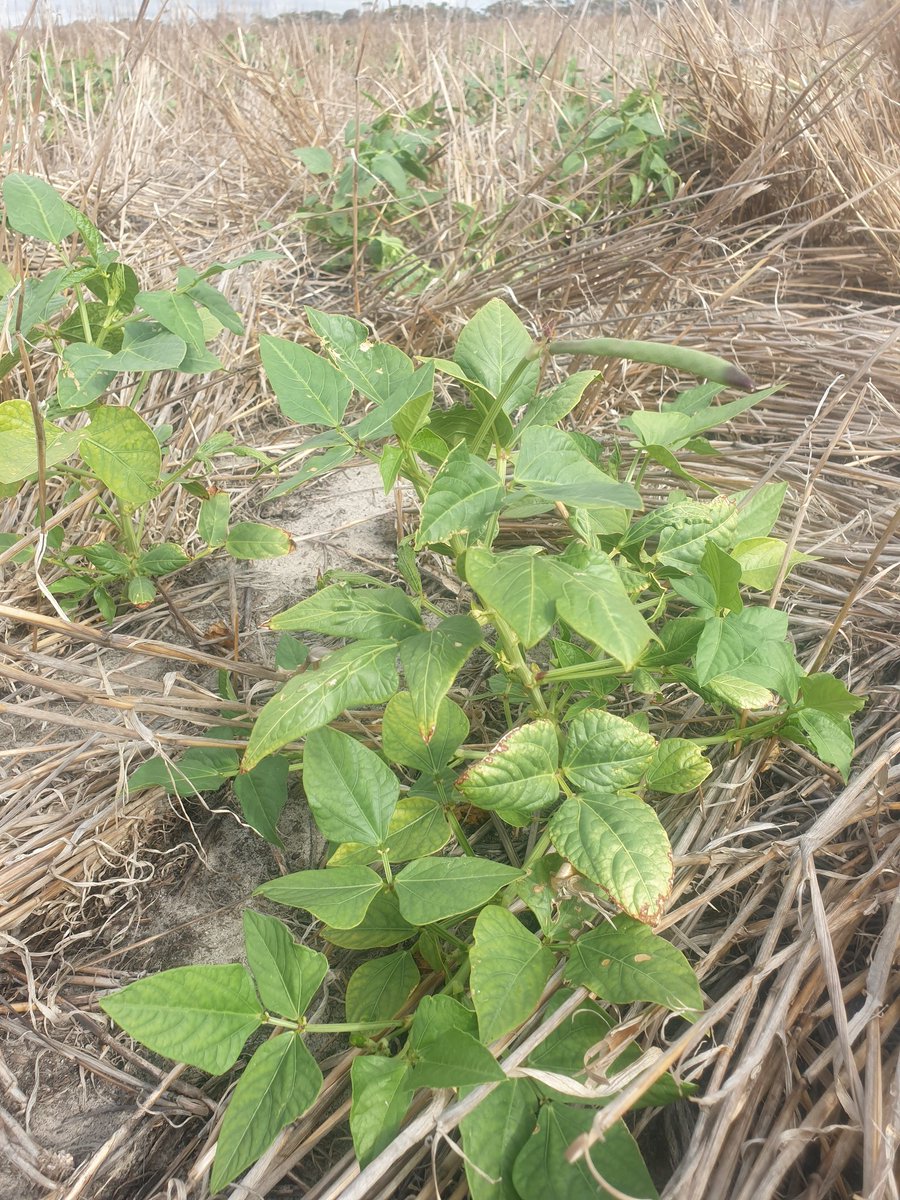 First pods on the cowpeas, take there time! Mid Nov sown I think