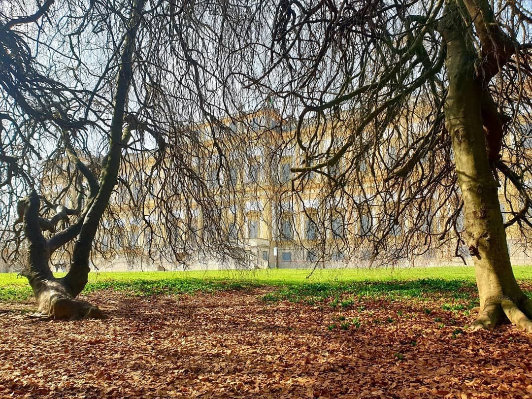 #Buonadomenica con questo magico scatto di @viaggi_e_giardini immersi nel groviglio di rami dei faggi penduli da dove si intravede la #VillaRealediMonza.

➡️Raccontateci con uno scatto il vostro luogo del cuore del Parco, della Villa Reale utilizzando l’hashtag #ReggiadiMonza