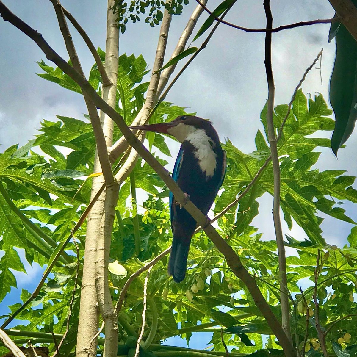 albert_timashev's tweet photo. Kingfisher is hunting in our garden

Today the gardener loosened the soil in our garden and pulled out the weed — his work was closely watched by the kingfisher, who feasted on the worms, bugs and larvae that appeared on the surface 🪲🐛 https://t.co/eGW4K3T5WW