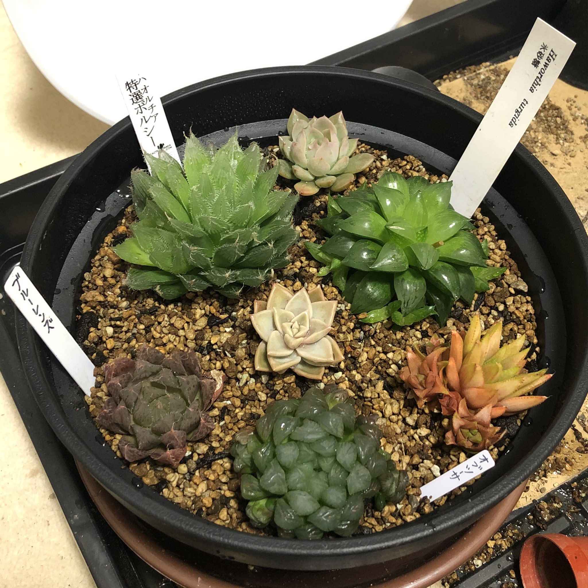 ちの響 ୨୧ ちのひびき Prospern 多肉寄せ植え完了 春 秋生育型の寄せ植えです ハオルチア 氷砂糖 ハオルチア ボルシー ハオルチア ブルーレンズ ハオルチア オブツーサ ハオルチア Sp エケベリア 銀武源 エケベリア 薄氷 花騎士園芸