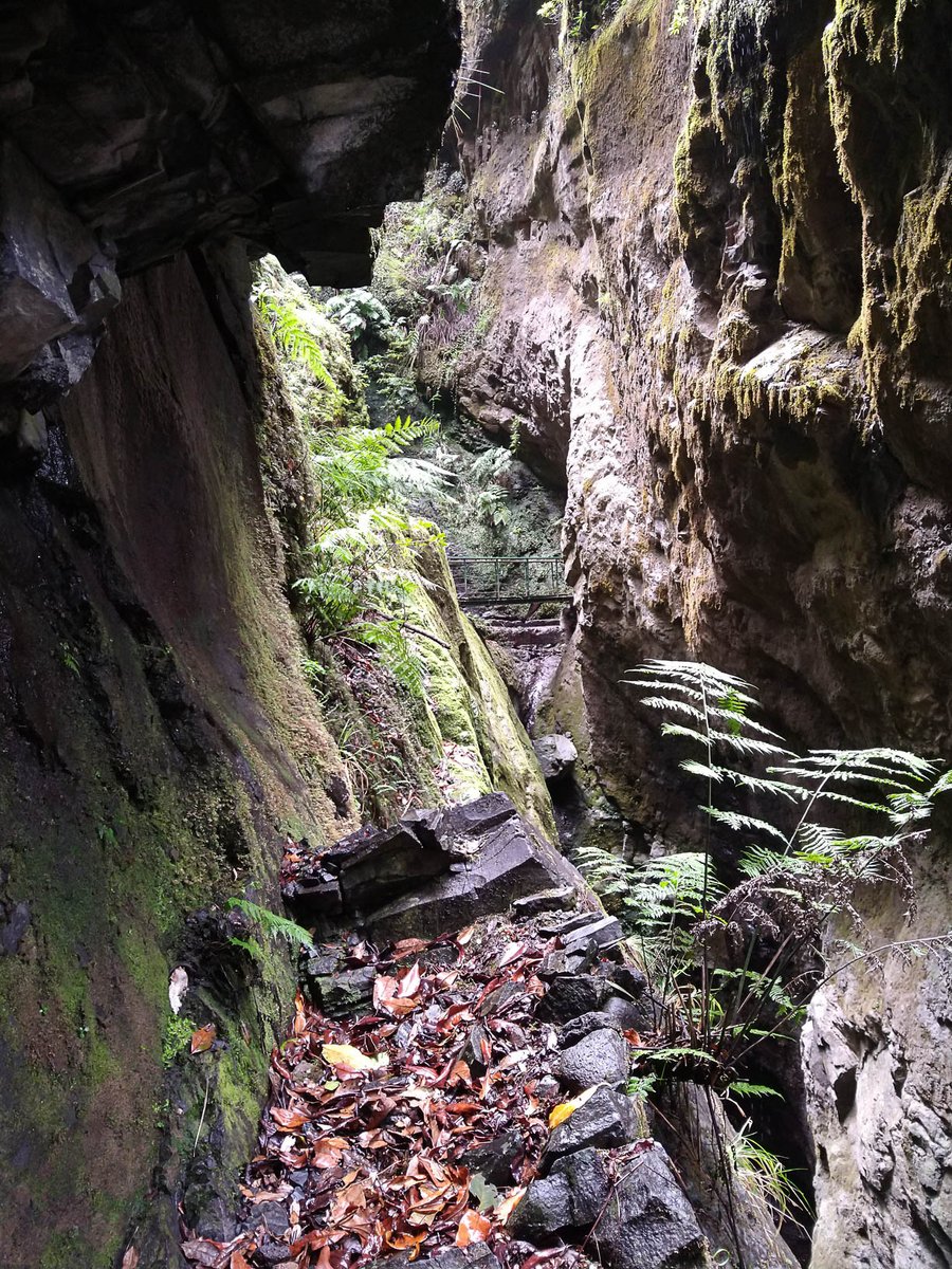 GeologistsCat's tweet photo. #Madeira vacation 2020 day 8. The humans decided for the famous and spectacular hike to the Caldeirão do Inferno. The #hike took them along a #Levada, through tunnels and narrow gorges to fantastic viewpoints. 

#Portugal #Travel https://t.co/DbdWLiE9NZ