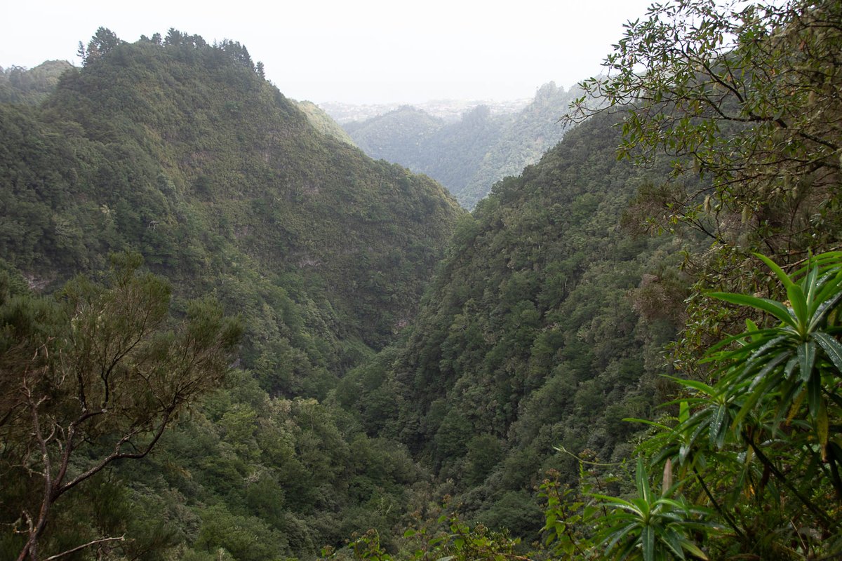 GeologistsCat's tweet photo. #Madeira vacation 2020 day 8. The humans decided for the famous and spectacular hike to the Caldeirão do Inferno. The #hike took them along a #Levada, through tunnels and narrow gorges to fantastic viewpoints. 

#Portugal #Travel https://t.co/DbdWLiE9NZ