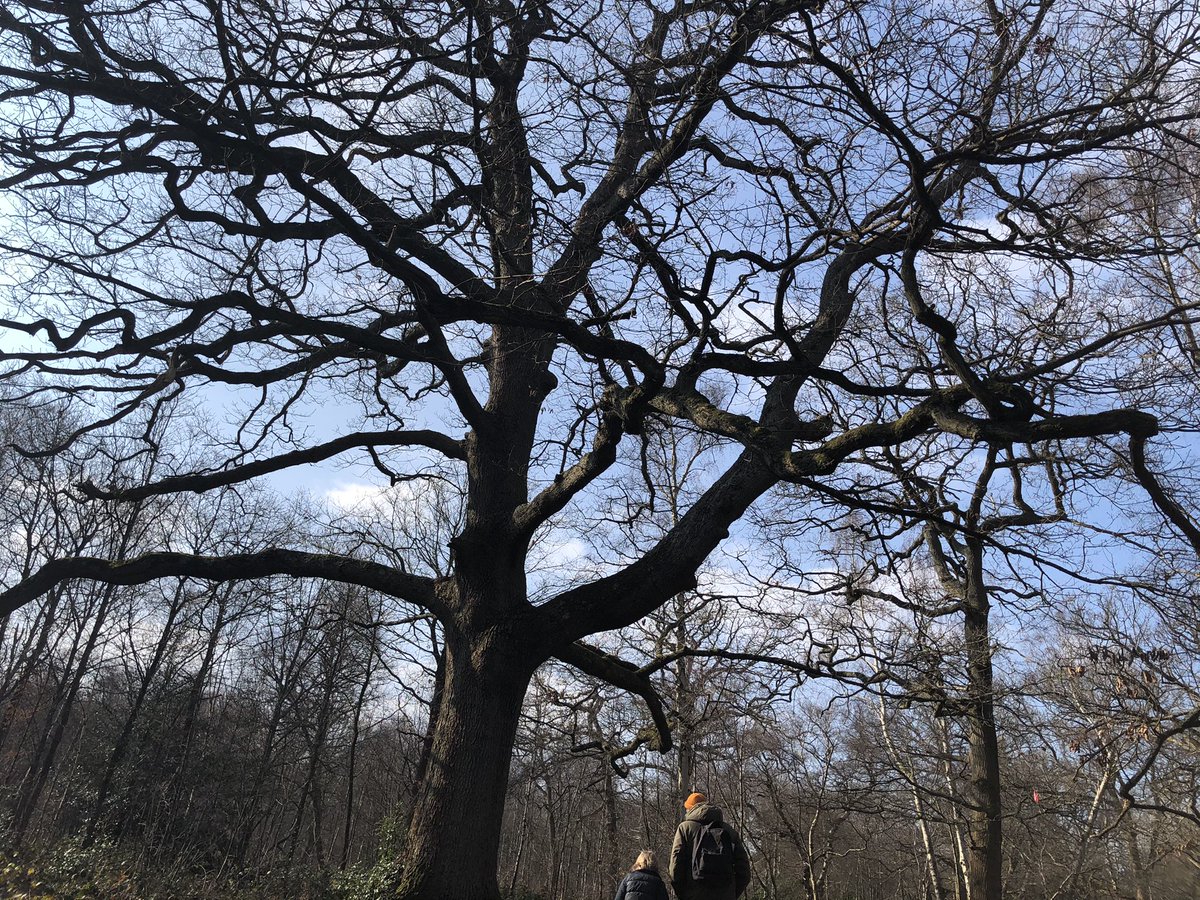 thecostumier's tweet photo. @MrsValean we made blow art trees inspired from William’s photos of trees #natureiscentral https://t.co/pcN8NuSYRs