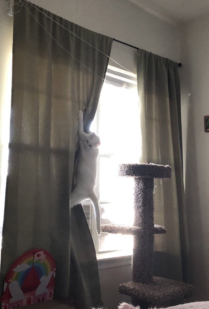 willow_catt's tweet photo. CRIMmES!.  #bonkers #CatsOfTwitter #caturday https://t.co/vN9rKhd9CC