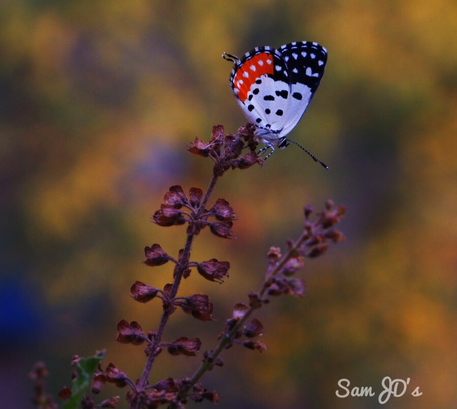 sam_cool13's tweet photo. Colors of Nature #fujifilm_xseries #Fujifilm_XT100 #NaturePhotography #butterfly https://t.co/cB7jSW2h2Q