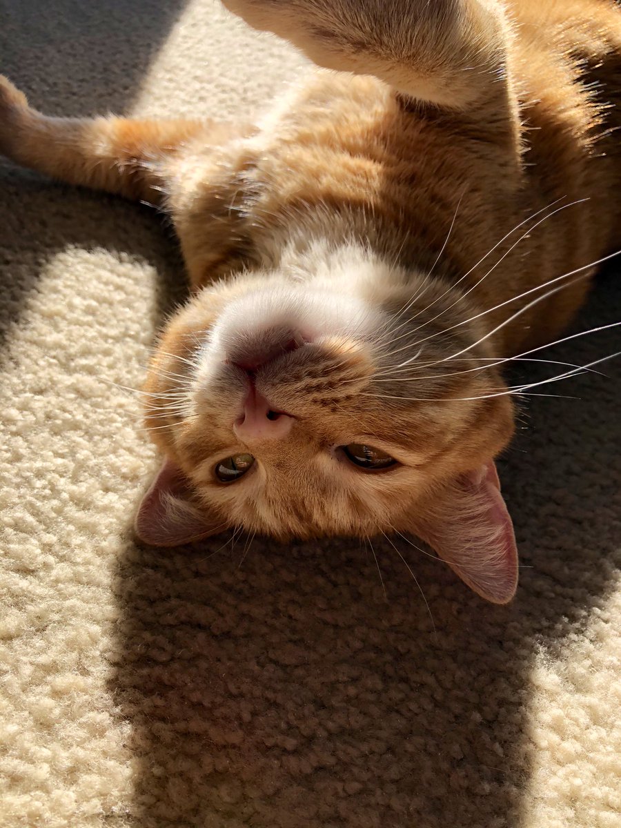 chonkycharles's tweet photo. GOOB MORNIN I yam orange 🧡🍊🎃🐈 #TabbyTroop #CatsOfTwitter https://t.co/0j7whQ9Ica