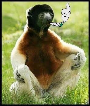 instagreen041's tweet photo. Eu acordando fumando o primeiro da manhã https://t.co/16OmrtaJ2A