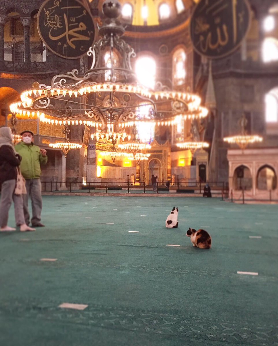 LTGIstanbul's tweet photo. #HagiaSophia has been many things, changed its function four times, but perhaps the most quirky of its role is being home to many #straycats. Mornings are the best time to spot these little #animalfriends 😇 

#Istanbul #Turkey #IstanbulTours #IstanbulPrivateTours #KalamakiTour https://t.co/pfDc0UyhGT