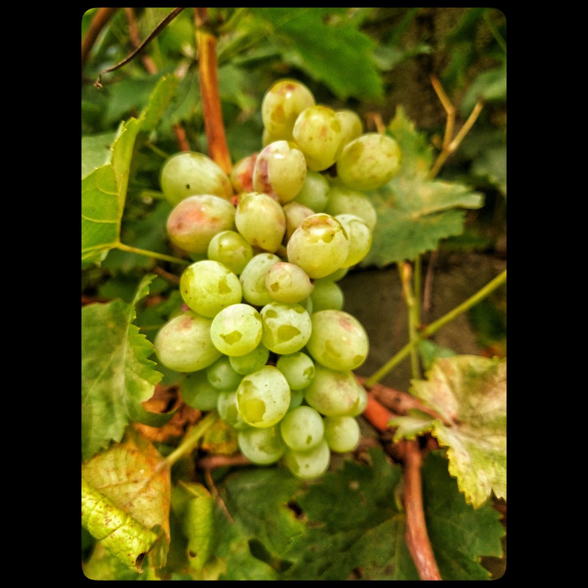 omedina29's tweet photo. Uvas de Coscomatepec, Ver.!!
.
.
.
.
.
#uva #uvas #grapes #grapefruit #huertourbano #huertoencasa #huerto #huertoorganico #photograph #photography #photo #streetphotography #streetphotographer #smartphonephotography #motorola #motog6plus #Veracruz #Mexico https://t.co/v1gF7W0Gvi