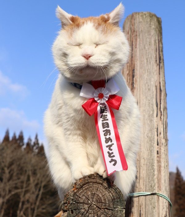 かご猫シロ かご猫シロ