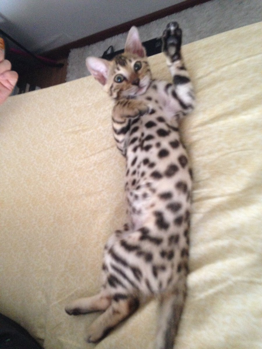 chase_thebengal's tweet photo. IME A BIGGE BOY NOW!!!
I turned, 9 toa-day. Throw backe to when I was a Littol babe!
IM really loav oll of my frend's!!!
🧡🖤🧡🖤🧡 https://t.co/tuRDA3ssoI