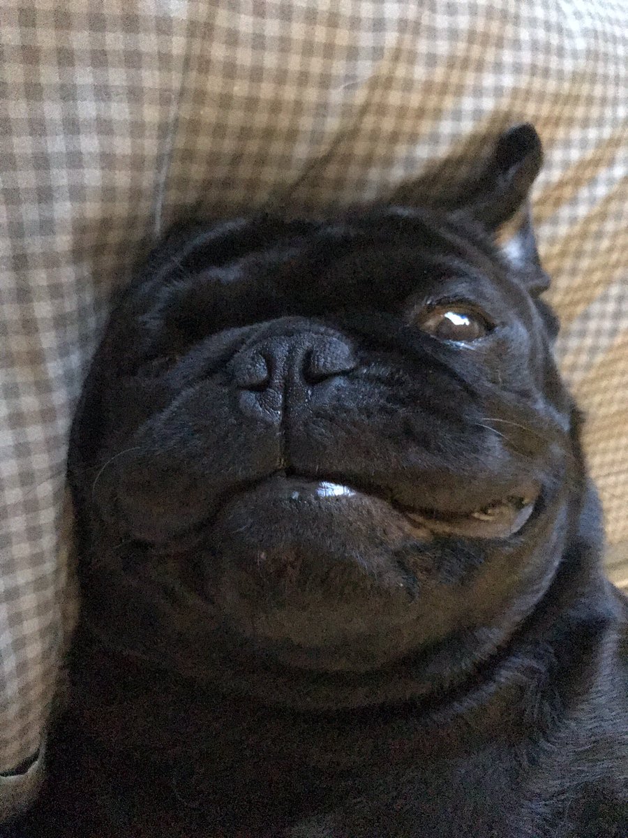 Maxthepuggy's tweet photo. Instagram vs reality 😂. #flashoff #pugs #DogsofTwittter https://t.co/BOex21nhCX