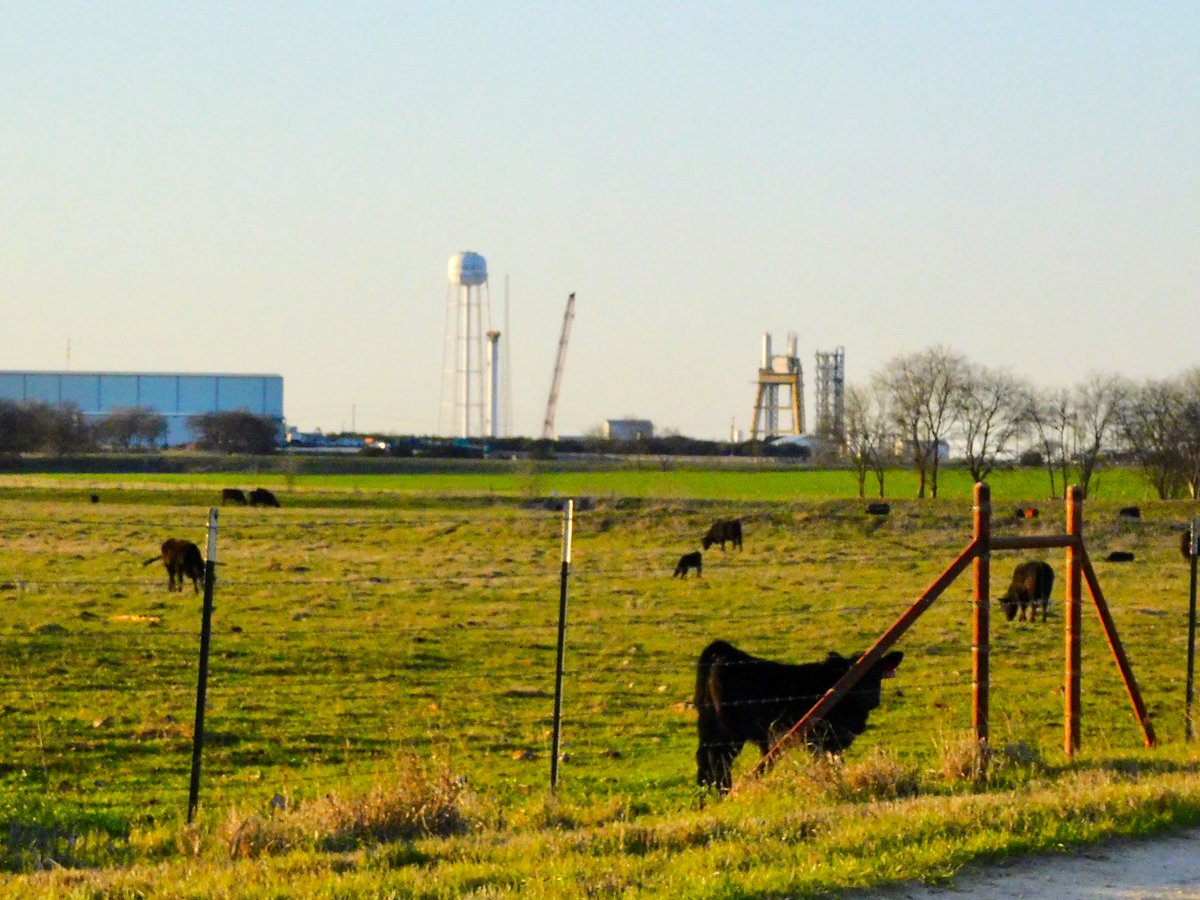 bluemoondance74's tweet photo. #McGregorTX #Grasshopper #RocketCows 3/6/21 🔥🚀🐮 https://t.co/IzZB2rAU9v