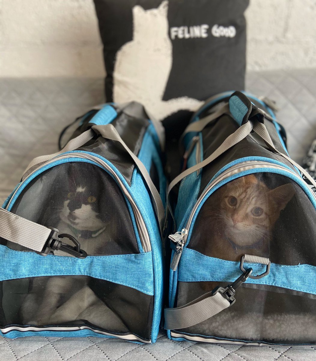 catsmeowcafemia's tweet photo. Sonny and Yang were not too far behind!! 🎉 #221 and #222. We’re so happy that these brothers are going home together! 💞 Happy life dudes!! And lol at Yang’s face 😹 Happy Adoption Day Sonny &amp; Yang!! 🧡🖤 #TCMCalumni

#MiamiCatCafe #ADOPTEDtogether #HappyTails https://t.co/pS59j2nWmk