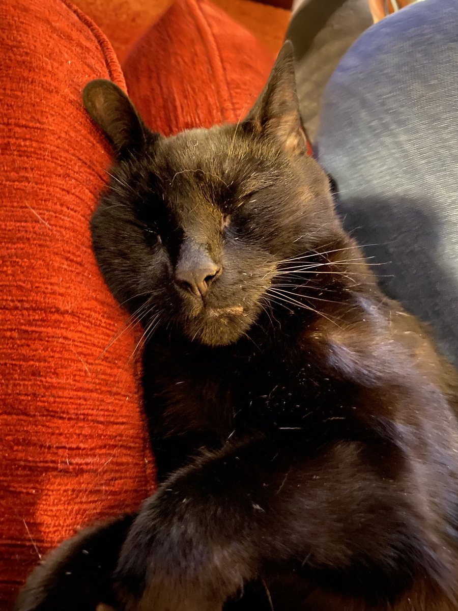 HeMinnow's tweet photo. #sundaysnuggle in between mum &amp; dad 😻 https://t.co/cmLGwesAud