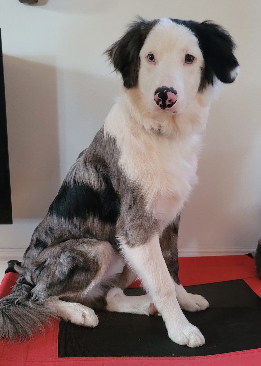 HeavyHockeyLive's tweet photo. I've never been happier to have a pet. Love this guy. Looking good after a trip to the groomer.
#DogsofTwittter #OilersPet #LetsGoOilers https://t.co/YhdYSQ8Srr