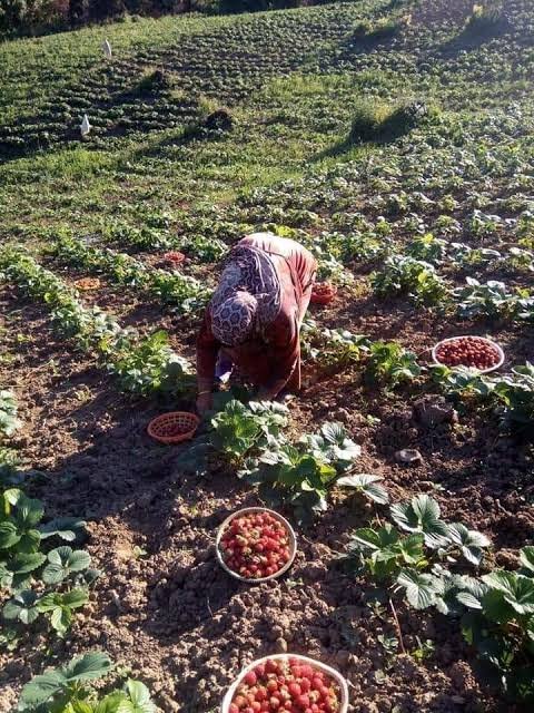 radioalgerie's tweet photo. #Algerie #8Mars2021 
Le ministre de l’#agriculture annonce la création d’un incubateur pour #startupeuses
⬇️⬇️⬇️

https://t.co/ZoRf0paNZi https://t.co/4vHzTQmwyL