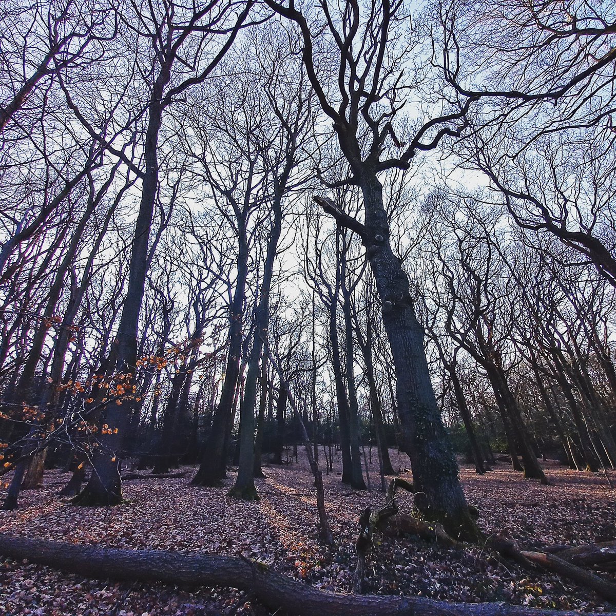 Sunday Spring walk 
#springiscoming #sundayvibes #daybeforemondayblues #treesphotography #emotionalwellbeing #nature #crohamhurst