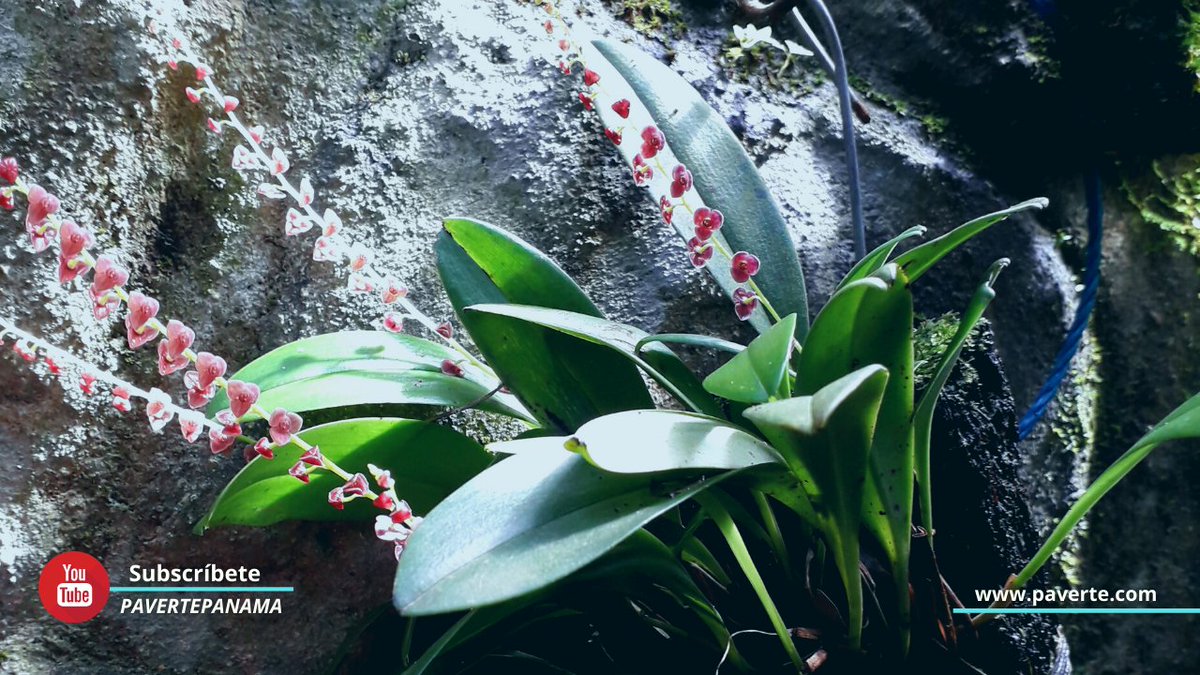 Orquideas pequeñas.
.
#flores
.
#Panama #orquideas #Cocle #naturaleza #natura #nature #naturephotography #photooftoday #photoTravel #traveler #travelphotography #travelvideo #video #photography #behappy #befree #belleza #bellezanatural #viajeroSolitario #worldplaces