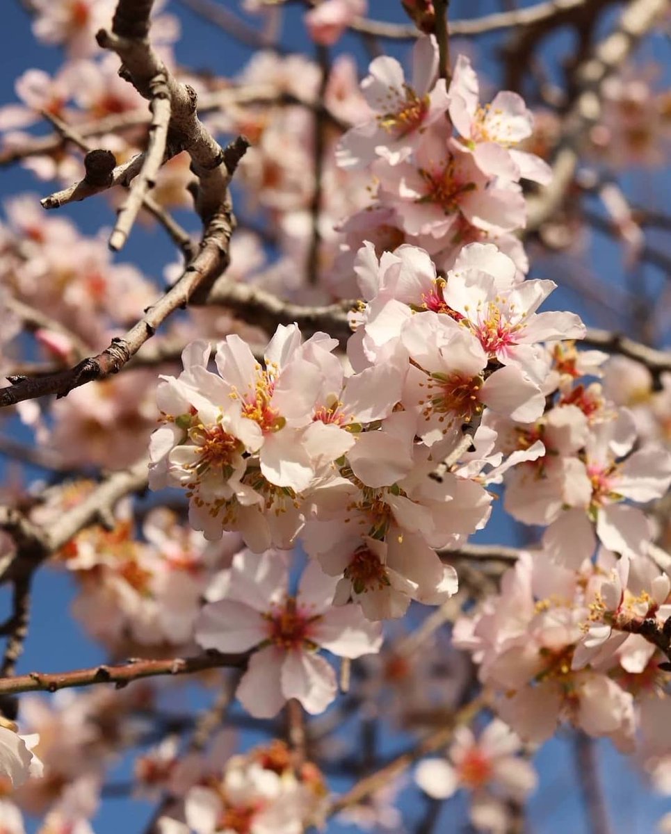 visitpollensa's tweet photo. Este mes de marzo es el mes ideal para disfrutar de los almendros en flor 🌸.Pollença y la zona de la Serra de Tramuntana en general, son perfectas para pasear y encontrarte con este espectáculo visual. ¿Te apuntas? 😍

#pollença #almendros #almendroenflor #flowers #visitpollensa https://t.co/TlNzhAkvZk