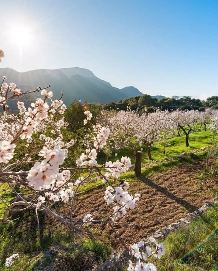 visitpollensa's tweet photo. Este mes de marzo es el mes ideal para disfrutar de los almendros en flor 🌸.Pollença y la zona de la Serra de Tramuntana en general, son perfectas para pasear y encontrarte con este espectáculo visual. ¿Te apuntas? 😍

#pollença #almendros #almendroenflor #flowers #visitpollensa https://t.co/TlNzhAkvZk