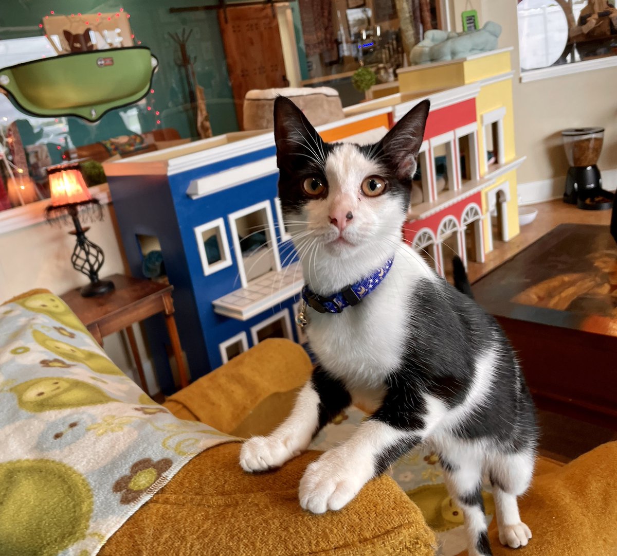 catcafereviews's tweet photo. #catoftheday is precious kitten Harry, a #rescuecat available for adoption at ⁦@WittyWhisker⁩ in #saintaugustine #florida 
.
.
.
#adoptdontshop #tnr #catcafe #cats #catlover #neko #harry https://t.co/fo6uoCzSVj