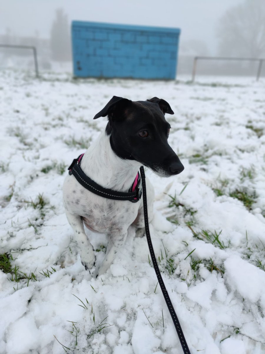 SeaforestF's tweet photo. @montysdognellie My Grand dog Daisy has a very leaky bottom. But she is a Jack Russell so enough said really. https://t.co/lSfuGNaguf