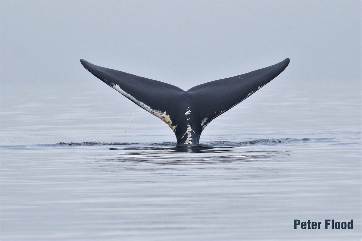 🎉🎉 Because of you, we submitted a #petition with 3,600+ signatures asking for more protections for #RightWhales against entanglements! Our other petition deadline got extended though! Sign now to protect these whales from vessel strikes - bit.ly/3cOj2X6