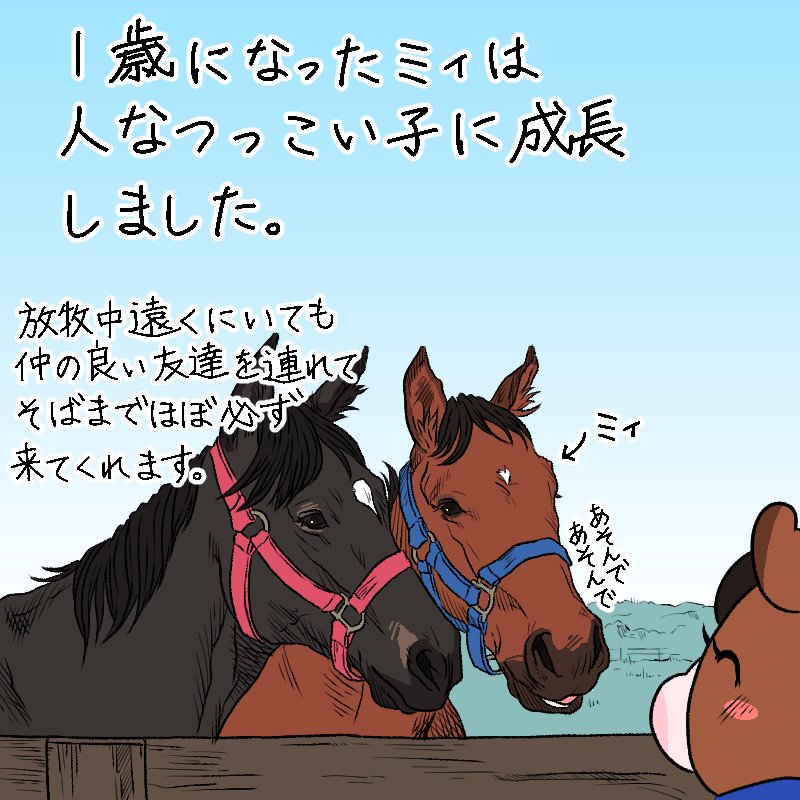 続きです🐴
大人になった姿を見ると「もう私のことは覚えてないんだろうな…」と寂しくなりますが、それ以上に無事にデビューして今も頑張ってくれている喜びの方が大きいです😊✨
こうした成長を喜べるのが生産牧場で働く醍醐味だと私は思います😌 