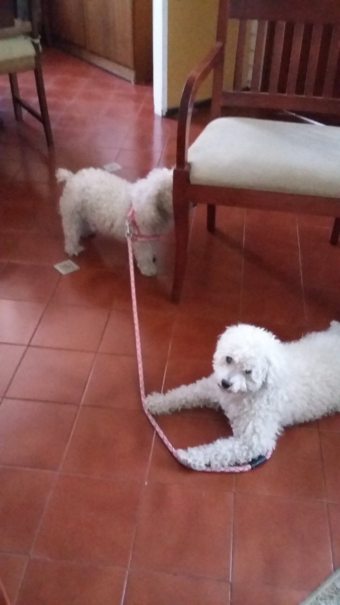 _Its_Maru_'s tweet photo. Te recojimos de la calle para mejorar tu vida pero tristemente no la hisimos infinita, fui el primero en acaeiciarte y el primero en despedirte, gracias por ser gran parte de mi vida en estos 7 años que estubiste conmigo, te extrañare querido amigo...

❤️Bambu 2006 aprox - 2021❤️ https://t.co/02M9D49voC