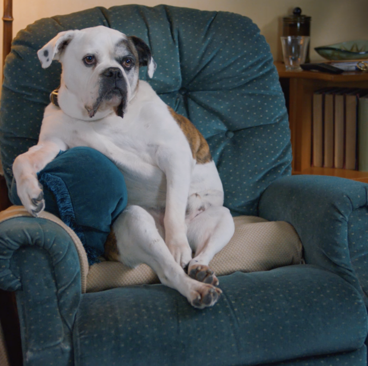 Can Dogs Sit Like Humans