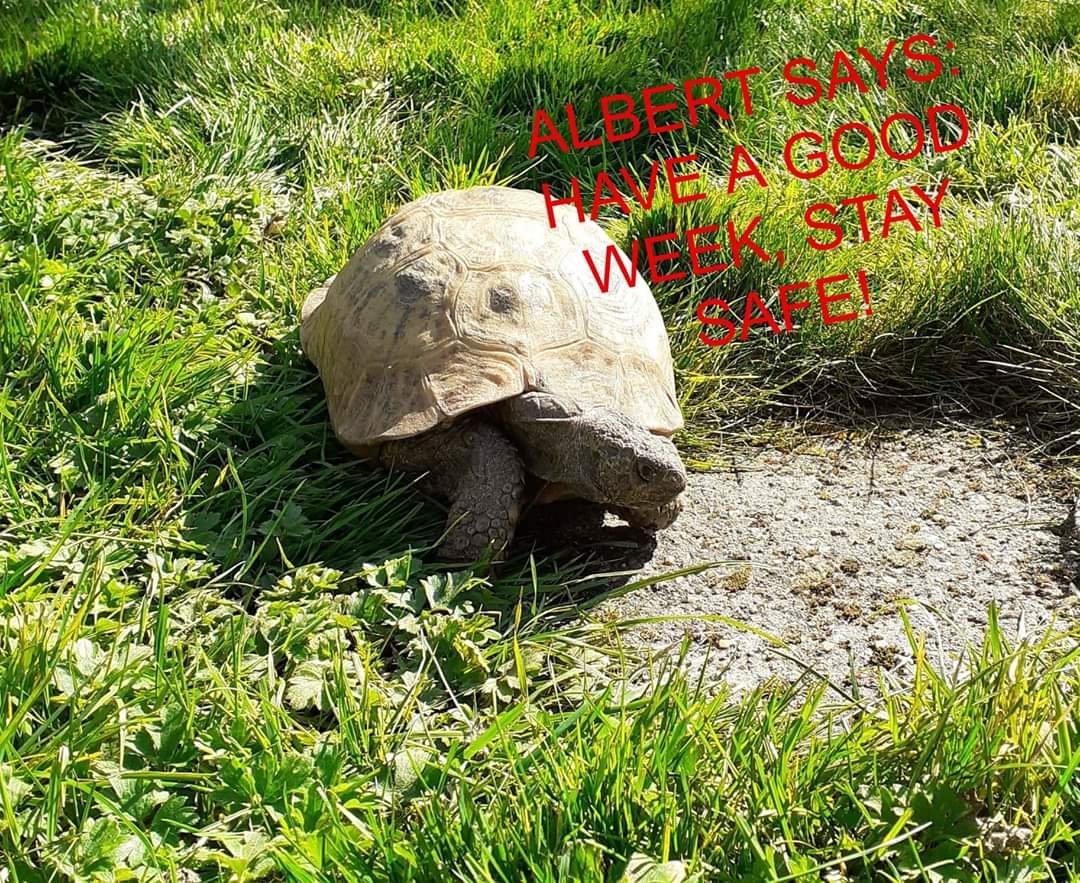 ALBERT the tortoise® tweet media