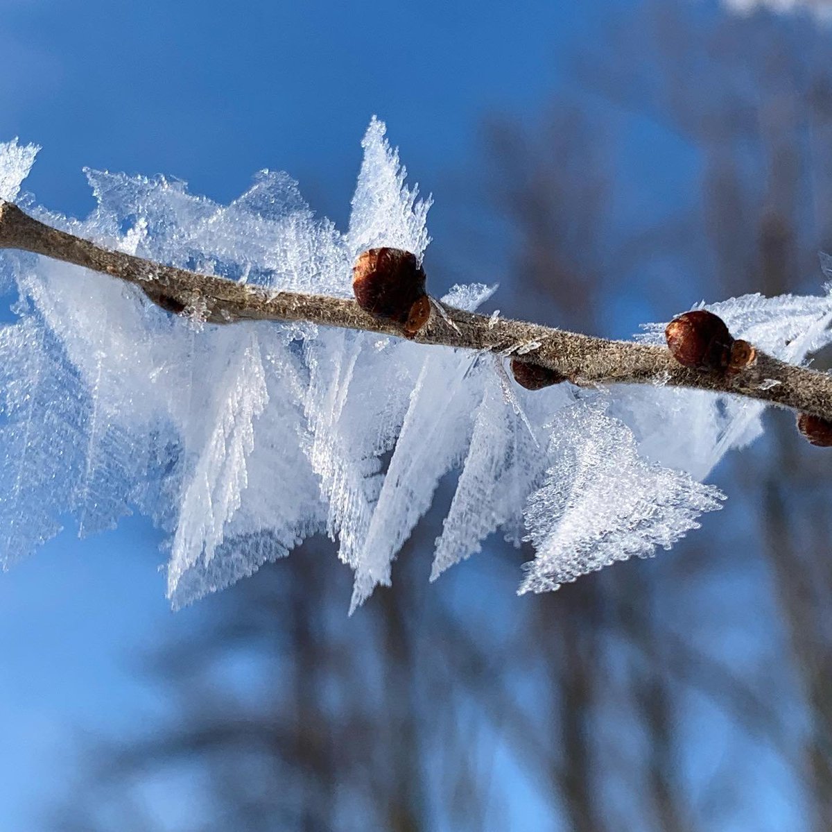PureMichigan's tweet photo. A closer inspection of the season's gifts will showcase the intricacy of their beauty. ❄️

📸: Instagram fan rebawiththegoodvibes #PureMichigan #GoGreatLakesBay #BayCity #Pinconning @gogreatlakesbay https://t.co/ozzlHIFLHb