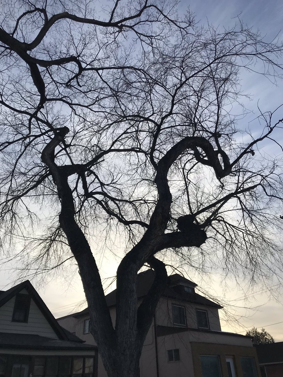 hey_sunshine23's tweet photo. It goes without saying that I am a fan of all types of boulevard trees, but nothing will ever replace the #Elm in my heart. Look at those gorgeous twisty branches! We are losing too many of these beauties to #DutchElmDisease. Our urban forest needs support. #SaveOurCanopy https://t.co/NkUjHs0L7h