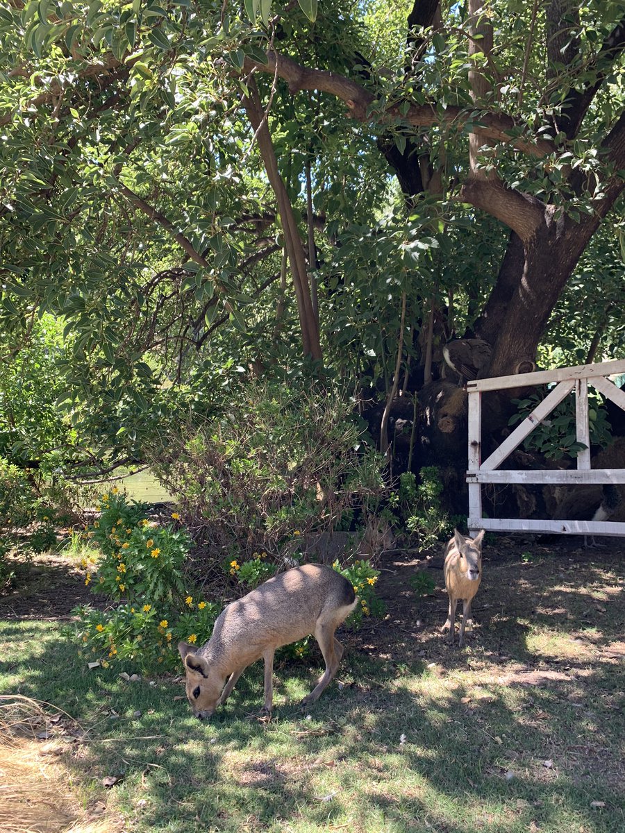 Madame Bovary tweet media