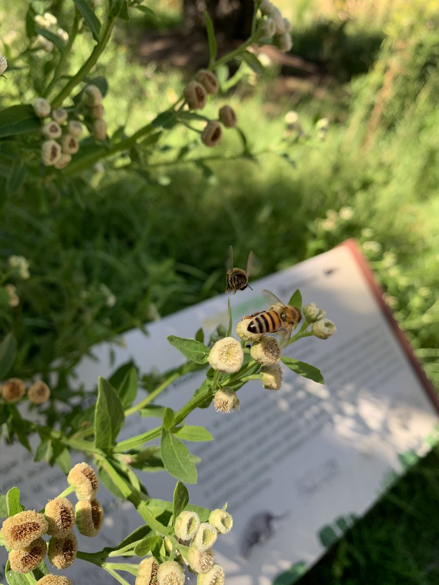 Hoy visité el <a href="/ecoparqueBA/">EcoparqueBA</a> y quedé encantada con la cantidad de plantas nativas qué hay! Además me pedí un café y la cuchara era de bamboo...Las maras y los pavos reales caminando entre la gente son un espectáculo aparte. No dejen de visitarlo!