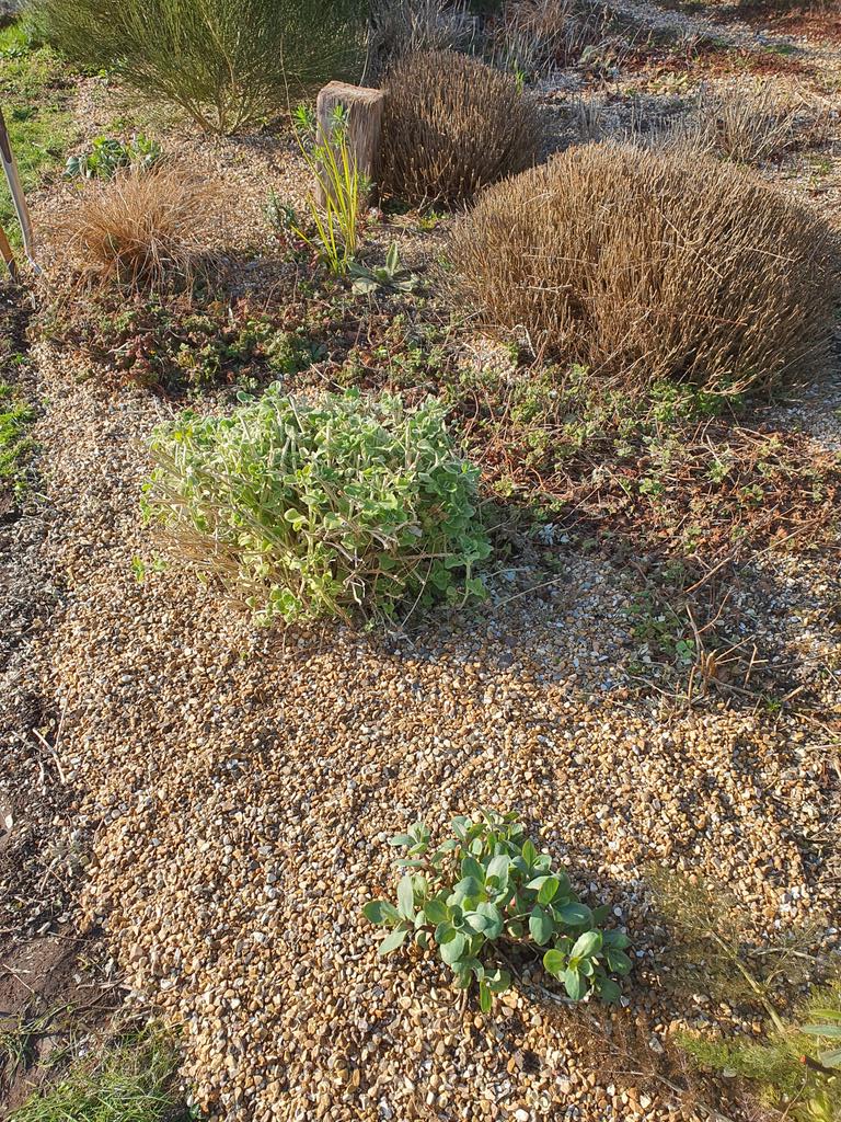 MLaurenceDesign's tweet image. Border pruning done and some gravel mulch top-up. Ready for Spring growth...C&apos;mon!
#Springpruning #ready4Spring #Springgrowth #gravelgardening #drygarden #dryplanting #gravelgarden #loveplants #plantingdesign #gardendesign #gardendesigner #gardendesignsussex #Mediterraneanplants